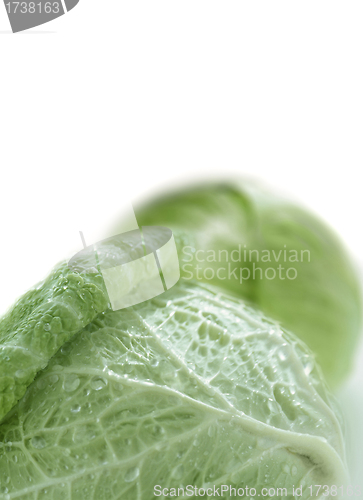 Image of water in green cabbage