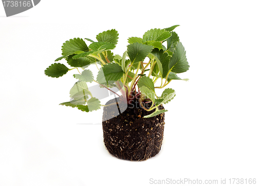 Image of Strawberry leafs on white background