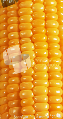 Image of Sweet corn background