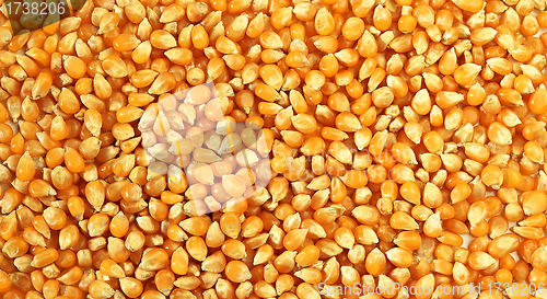 Image of corn background