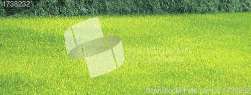 Image of new spring green grass