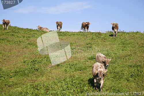 Image of Curious calves