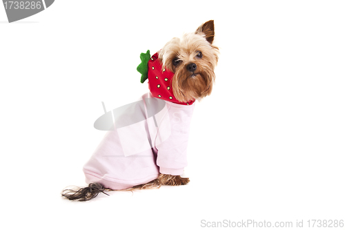 Image of Beautiful Yorkshire Terrier isolated on white