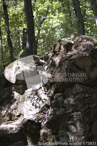 Image of Stones in a wood