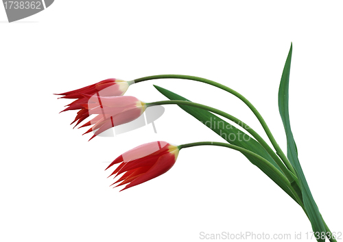 Image of Three tulips on a white background