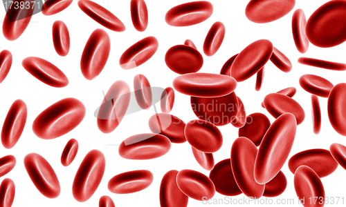 Image of Blood cells on the white background