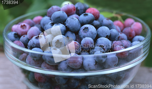 Image of Blueberries in a glass bowl isolated