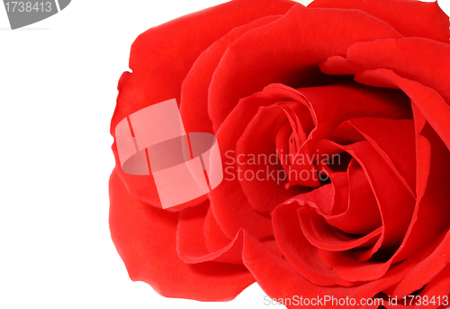 Image of Red rose