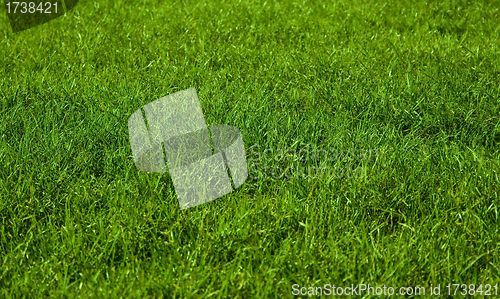 Image of Beautiful green grass background