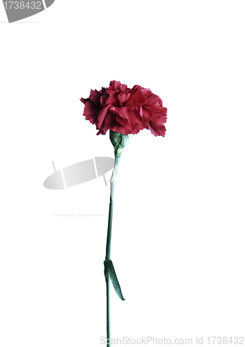 Image of red carnation