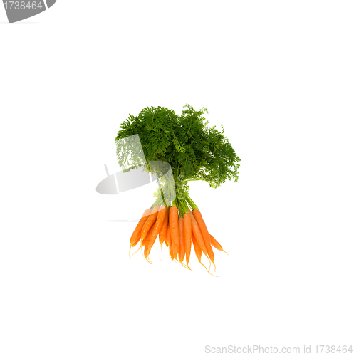Image of Bunch orange carrots with green leaves isolated