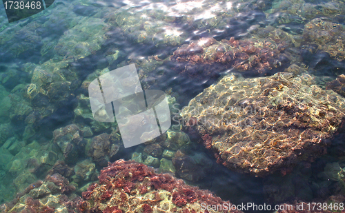 Image of Underwater background - fishes and coral