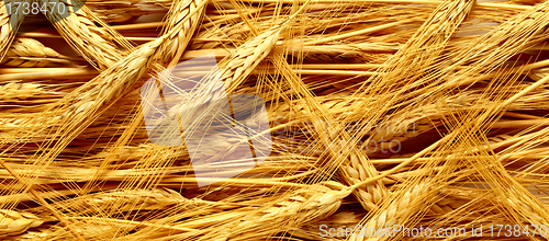 Image of Golden ears of wheat