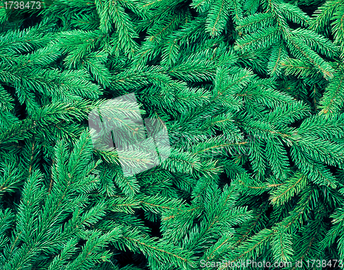 Image of fir tree background