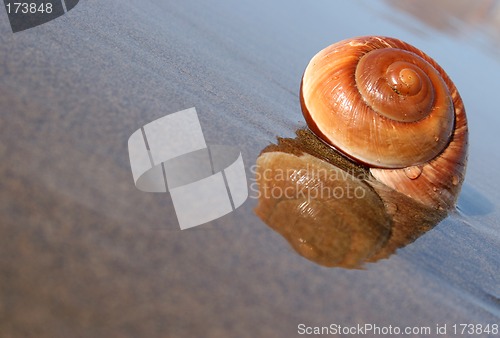 Image of Seaside Snail