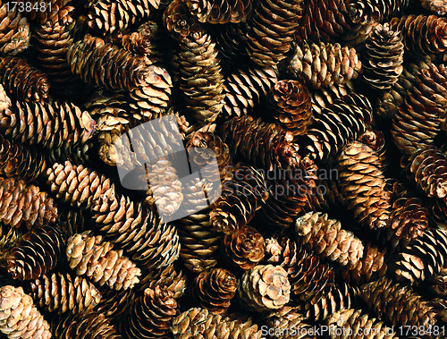 Image of fir cones