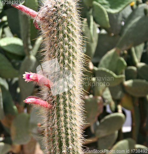 Image of Many various Cactuses