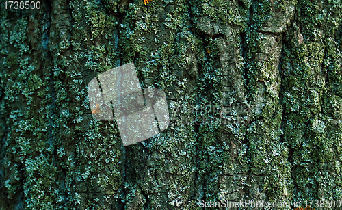 Image of Bark texture