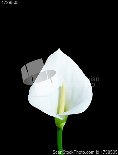 Image of White calla isolated on black