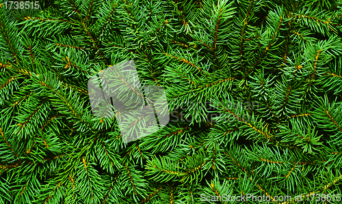 Image of branch of fir-tree (Picea abies) with young needles