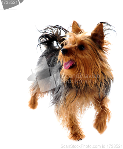 Image of Puppy yorkshire terrier taking a walk