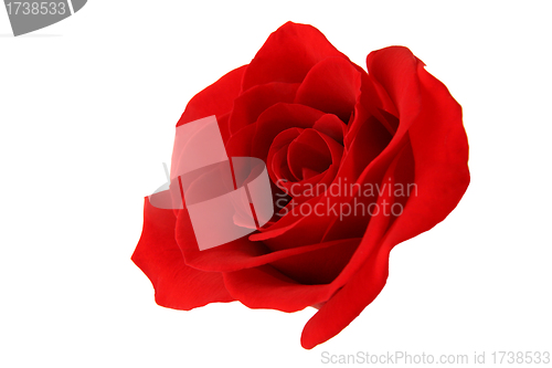 Image of Isolated red rose on white background