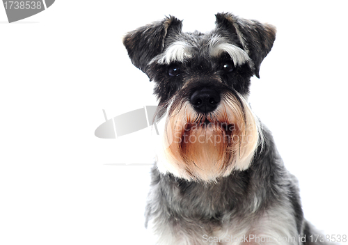 Image of Small black and white miniature schnauzer dog