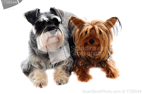 Image of Schnauzer and Yorkshire Terrier lying on floor