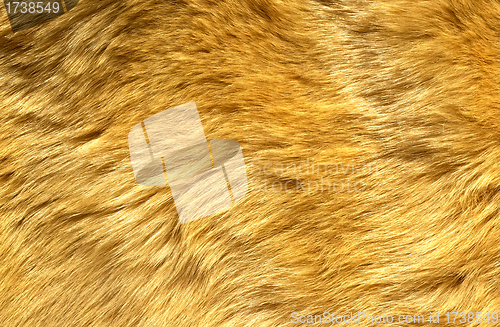 Image of Close-up of ginger cat fur for texture or background