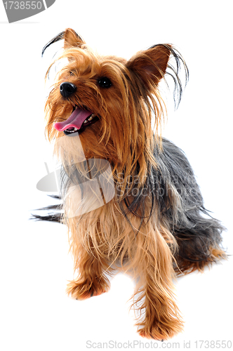 Image of Yorkshire terrier looking away