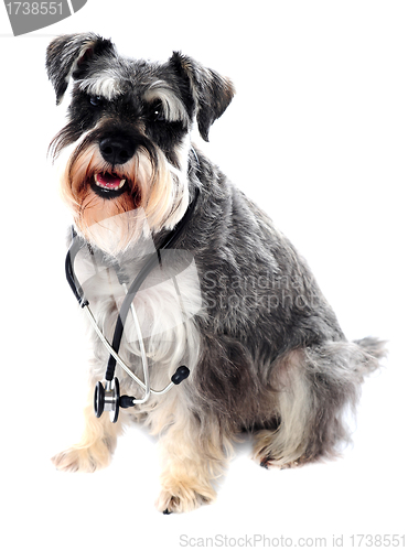 Image of Schnauzer dog posing with stethoscope