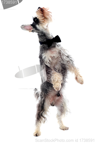 Image of Schnauzer standing on two legs