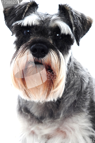 Image of Black Schnauzer dog