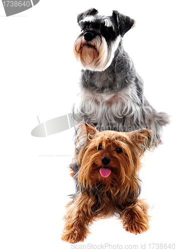 Image of Schnauzer and Yorkshire Terrier. Pets