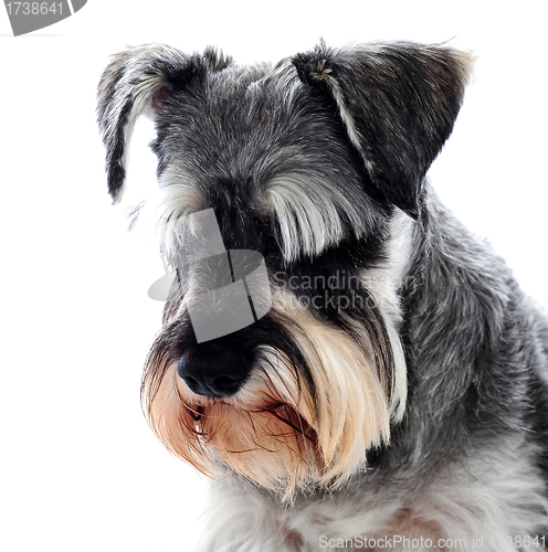 Image of Black Schnauzer dog looking down