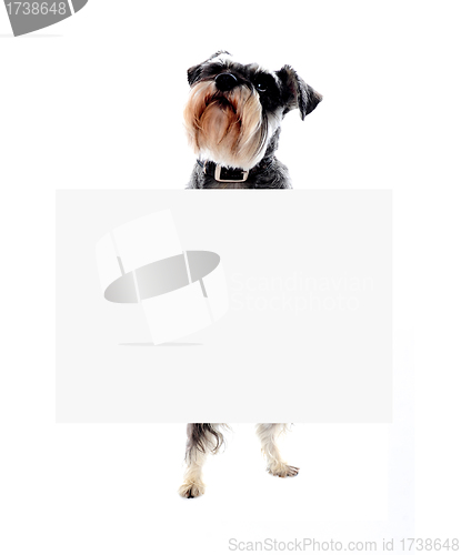 Image of Schnauzer dog holding blank banner ad