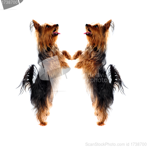 Image of Two loving Yorkshire Terrier pets