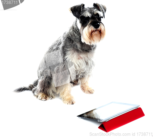 Image of Miniature schnauzer sits on white background