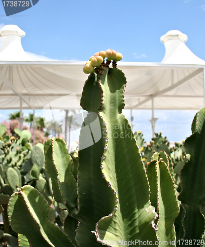 Image of Farm producing a wealth of different cactus species