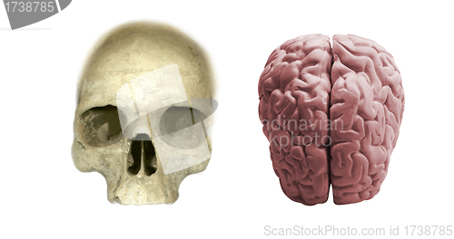 Image of skull with brain isolated