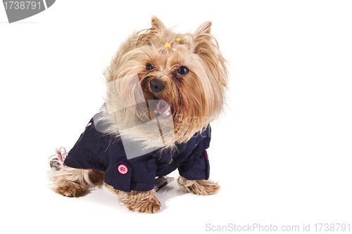 Image of Yorkshire Terrier