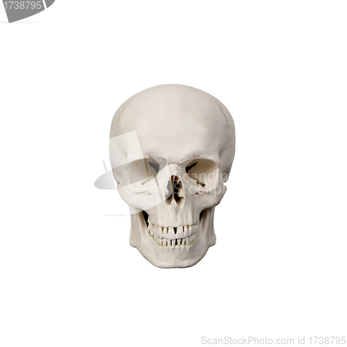 Image of human scull