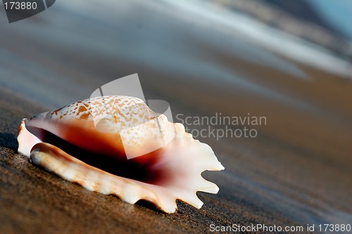 Image of Seashell