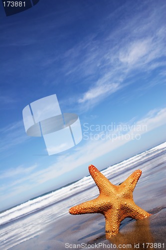 Image of Starfish