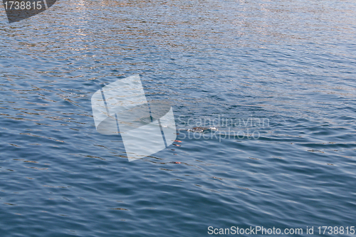 Image of blue water surface