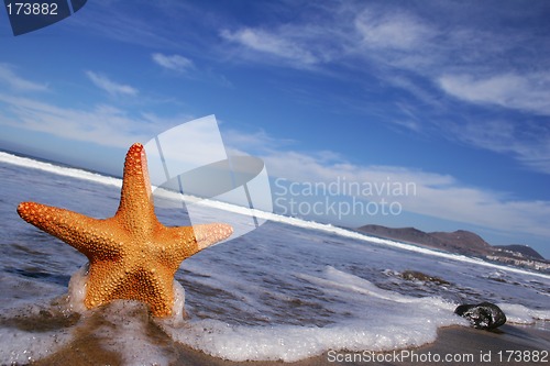 Image of Starfish