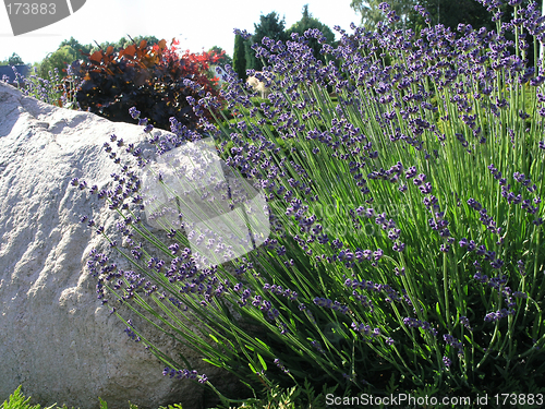 Image of lavender