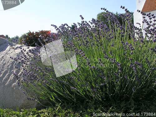 Image of lavender