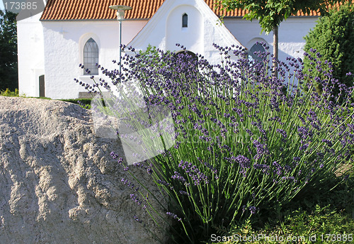 Image of lavender