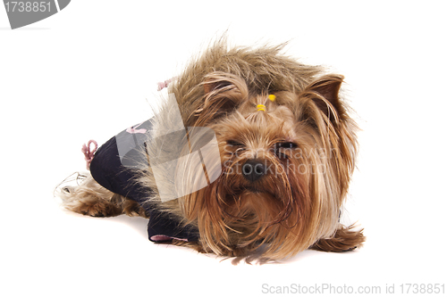 Image of Yorkshire Terrier in sweater